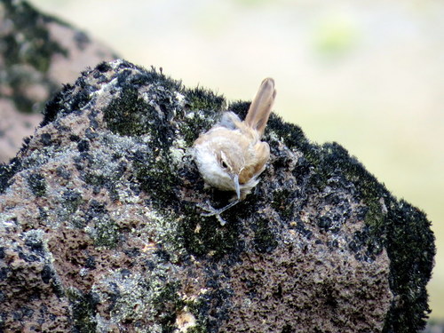 Furnariidae