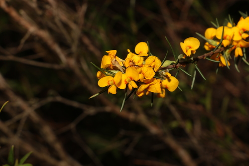 Image of Dillwynia floribunda by (c) Greg Tasney, some rights reserved (CC BY-SA)