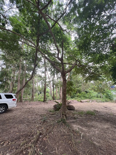 Delonix regia - Flowers