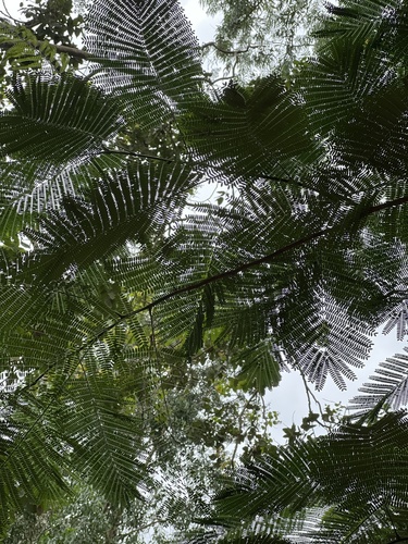 Delonix regia - Leaves