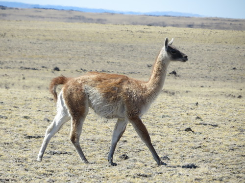Lama guanicoe