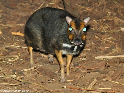 Balabac Chevrotain