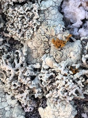 Lecanora phryganitis