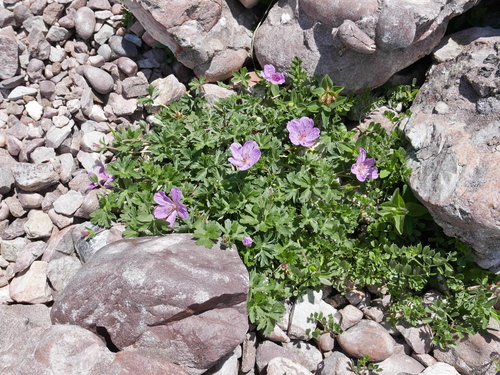 Geranium subargenteum