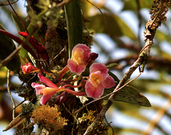 Rodriguezia granadensis