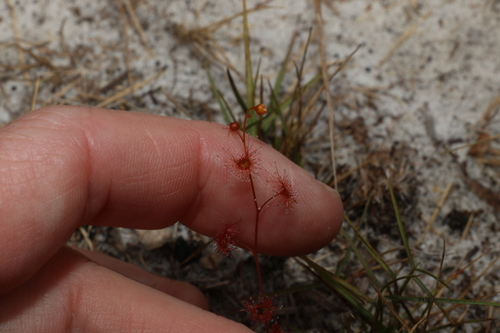 Image of Drosera lunata by (c) Greg Tasney, some rights reserved (CC BY-SA)