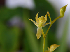Epidendrum ciliipetalum