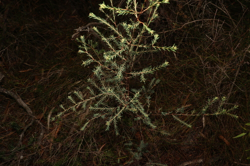 Image of Homoranthus virgatus by (c) Greg Tasney, some rights reserved (CC BY-SA)