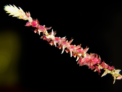 Platystele densiflora