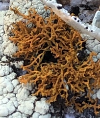 Polycauliona coralloides