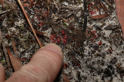 Image of Drosera lunata by (c) Greg Tasney, some rights reserved (CC BY-SA)