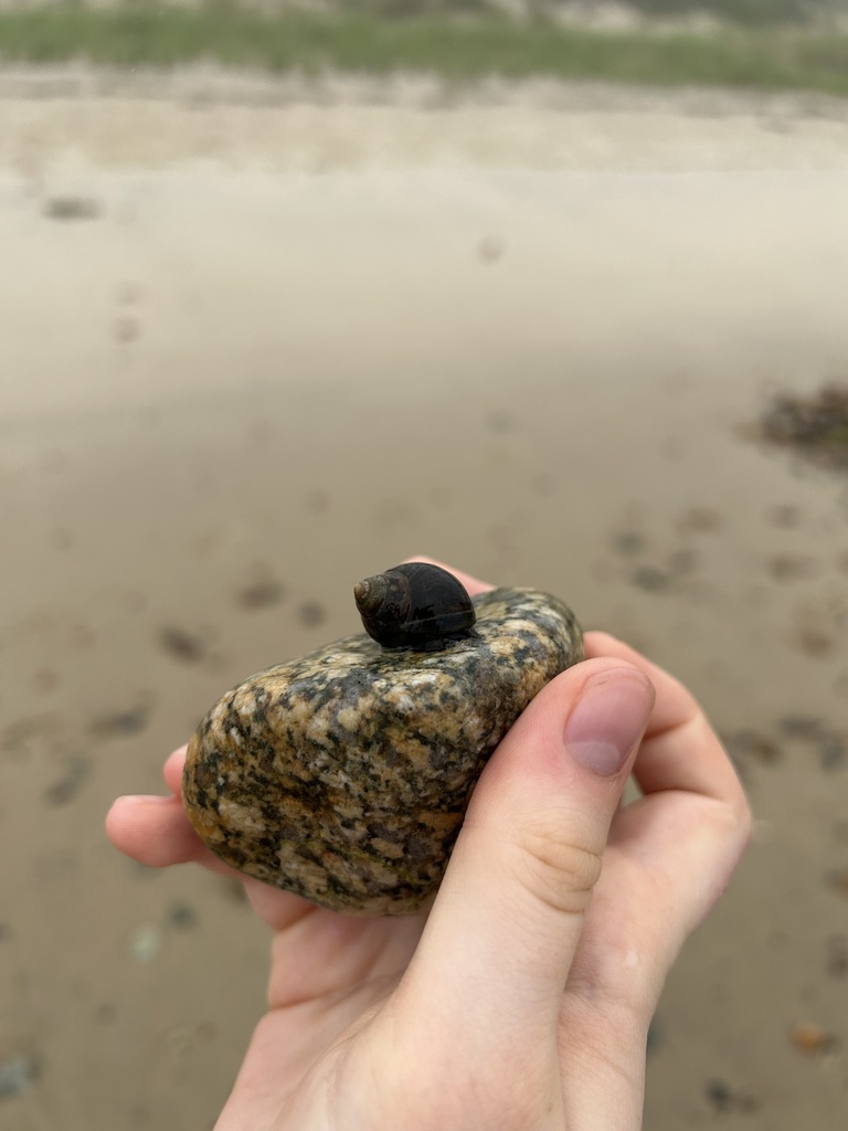 Common Periwinkle from Weathervane Way, MA, US on July 9, 2023 at 0701