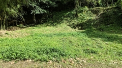 Leptodactylus validus