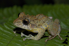 Pristimantis cruentus