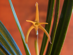 Maxillaria jacquelineana