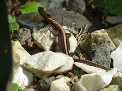 Pholidobolus vertebralis