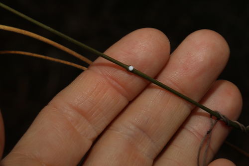 Image of Leichhardtia fraseri by (c) Greg Tasney, some rights reserved (CC BY-SA)
