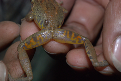 Pristimantis cruentus