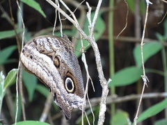 Caligo oileus