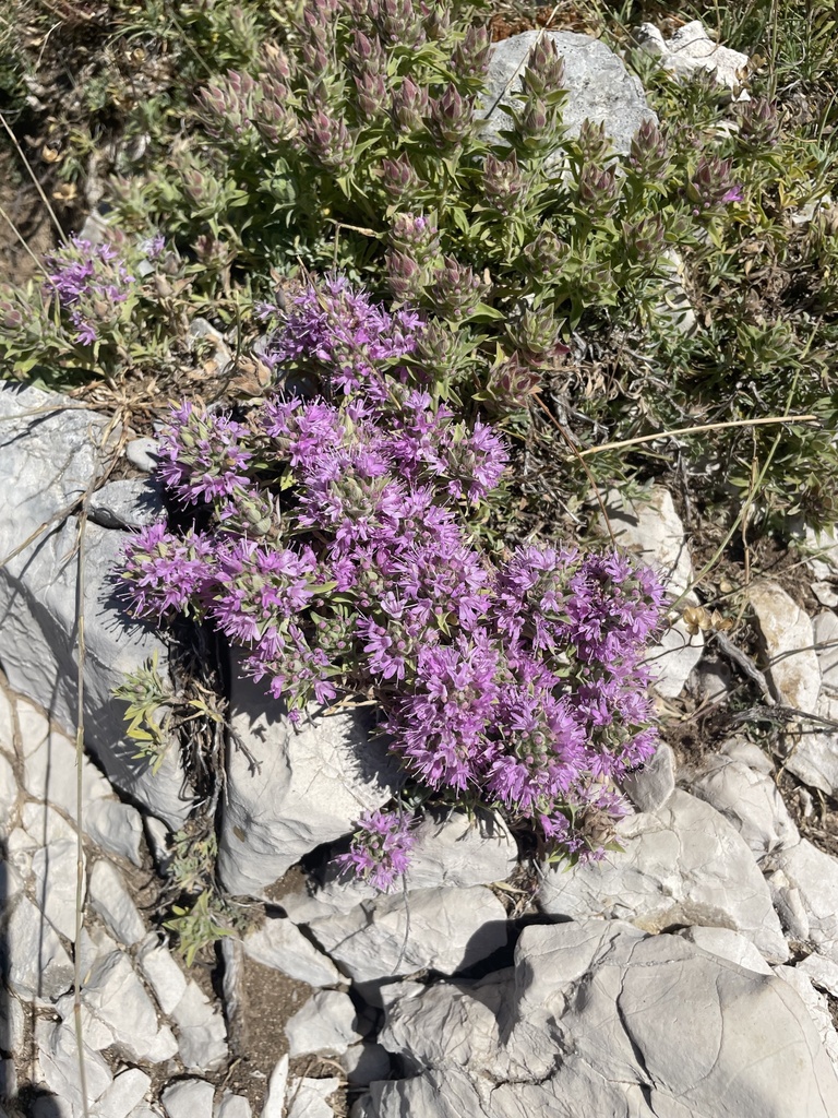 Thymus holosericeus