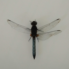 Erythrodiplax connata