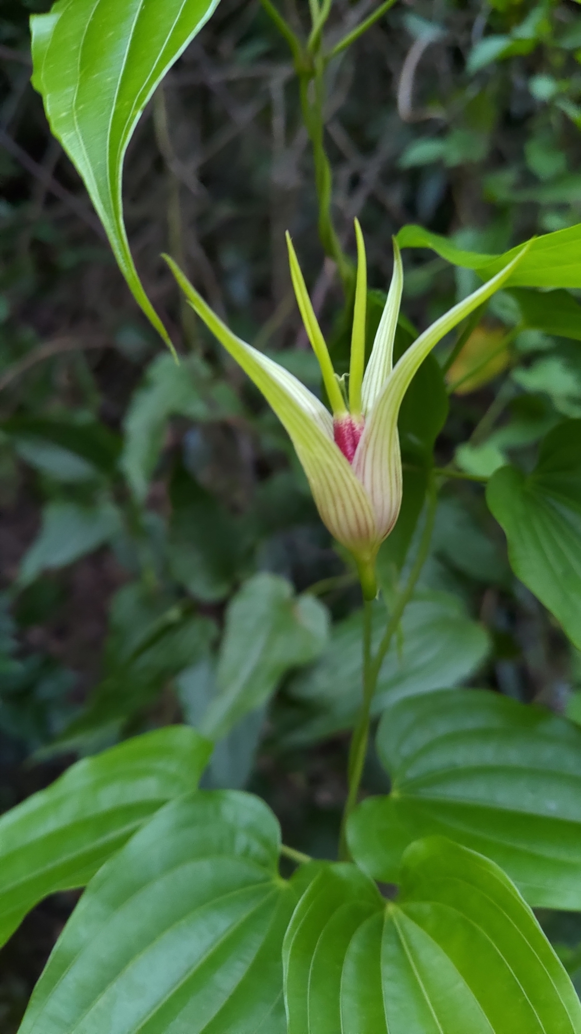 Stemonaceae