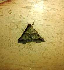 Heterogramma circumflexalis