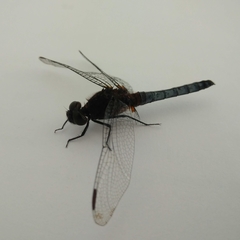 Erythrodiplax connata