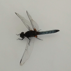 Erythrodiplax connata