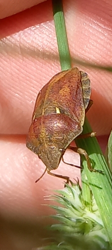 štítovka obilná (Eurygaster maura)