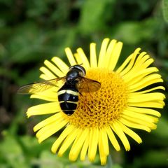 Dasysyrphus tricinctus