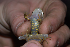 Pristimantis cruentus