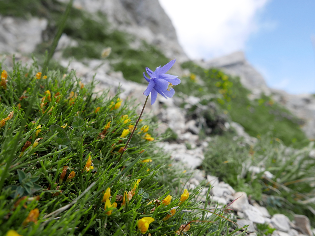 Aquilegia discolor