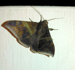 Ophisma tropicalis