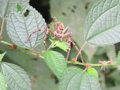 Polybetes rapidus