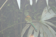 Electron platyrhynchum