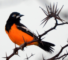 Icterus icterus