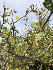 Bursera exequielii