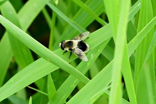 Orange-spotted Drone Fly photo 6
