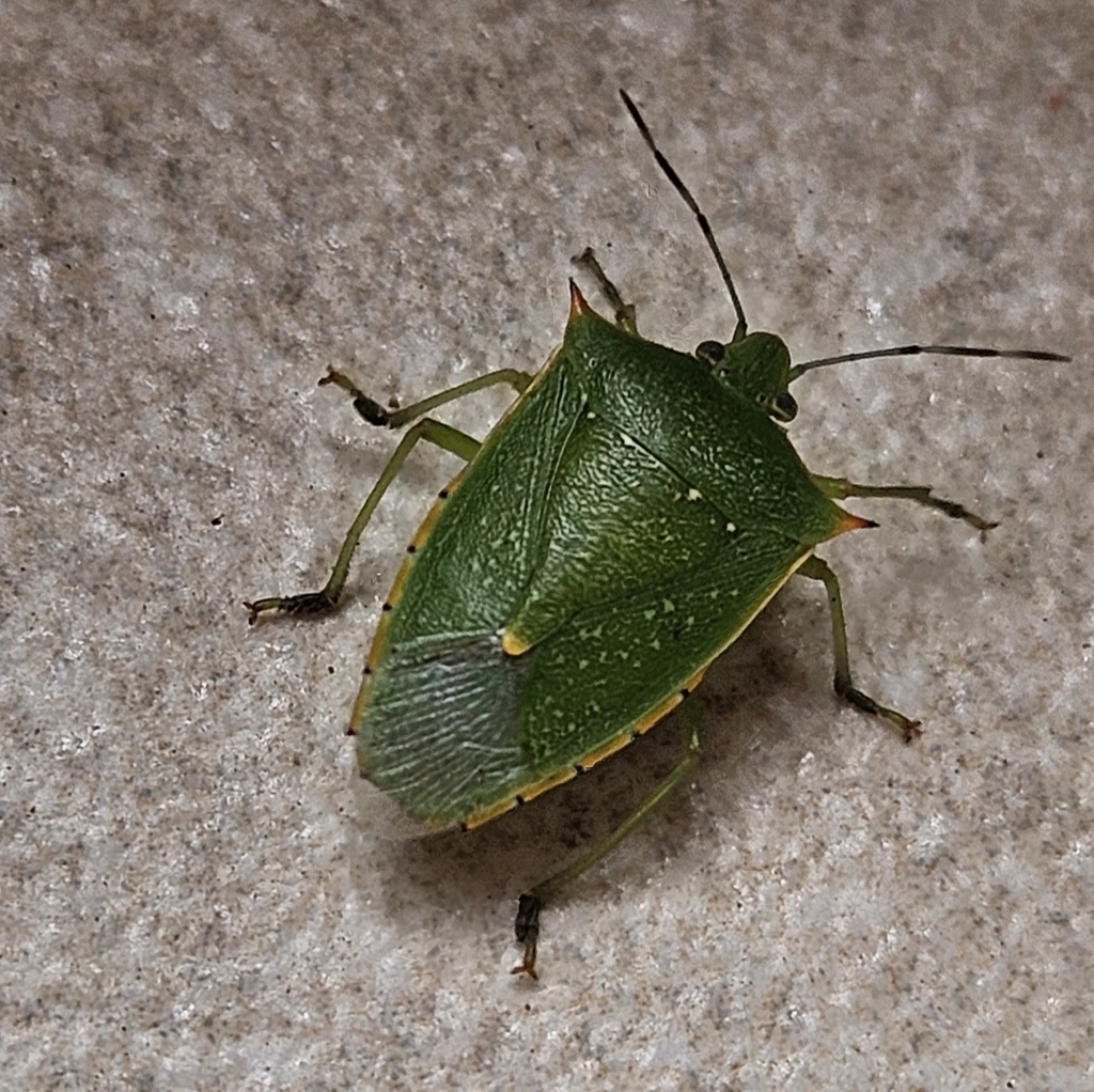 Chinavia acuta