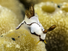 Image of Trapania caerulea