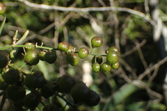 Asparagus densiflorus