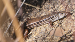 Straight-Browed Ctenotus photo 2