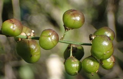 Asparagus densiflorus