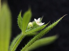 Galium aparine