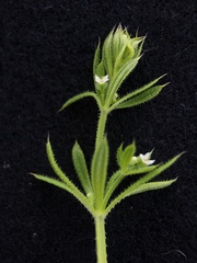 Galium aparine