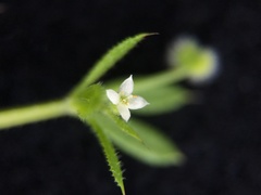 Galium aparine