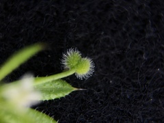 Galium aparine