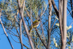 Melithreptus gularis laetior