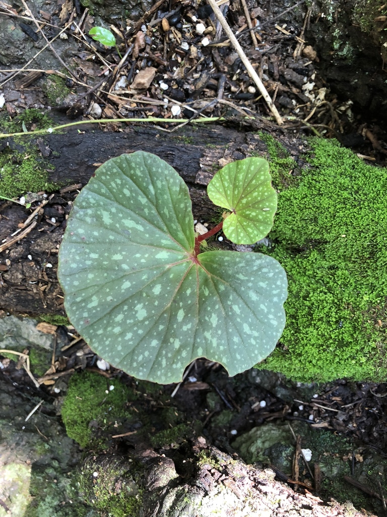 Begonia tapatia · iNaturalist Canada